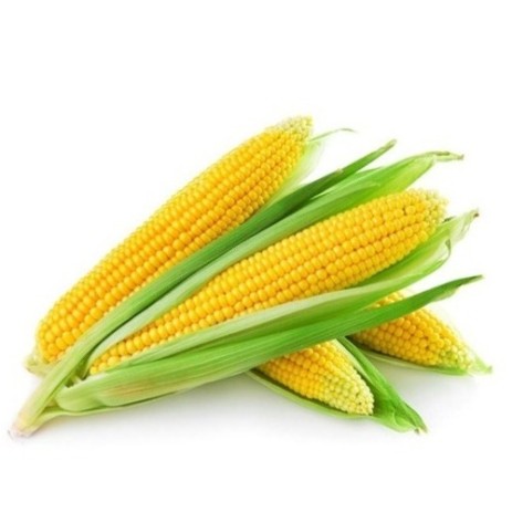 Maïs production Brésil & produits alimentaires